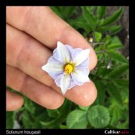 Solanum hougasii flower