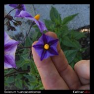 Solanum huancabambense flower