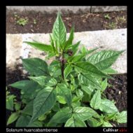 Solanum huancabambense flower buds