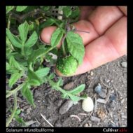 Solanum infundibuliforme berry