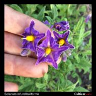Solanum infundibuliforme flowers