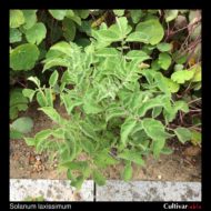 Solanum laxissimum plant