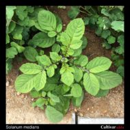 Solanum medians plant