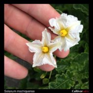 Solanum mochiquense flower