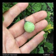 Solanum neorossii berry