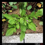 Solanum sogarandinum plant