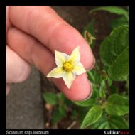 Solanum stipuloideum flower