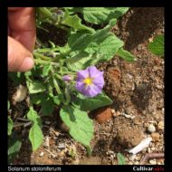 Solanum stoloniferum flower
