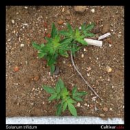 Solanum trifidum plant