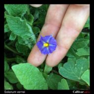 Solanum vernei flower
