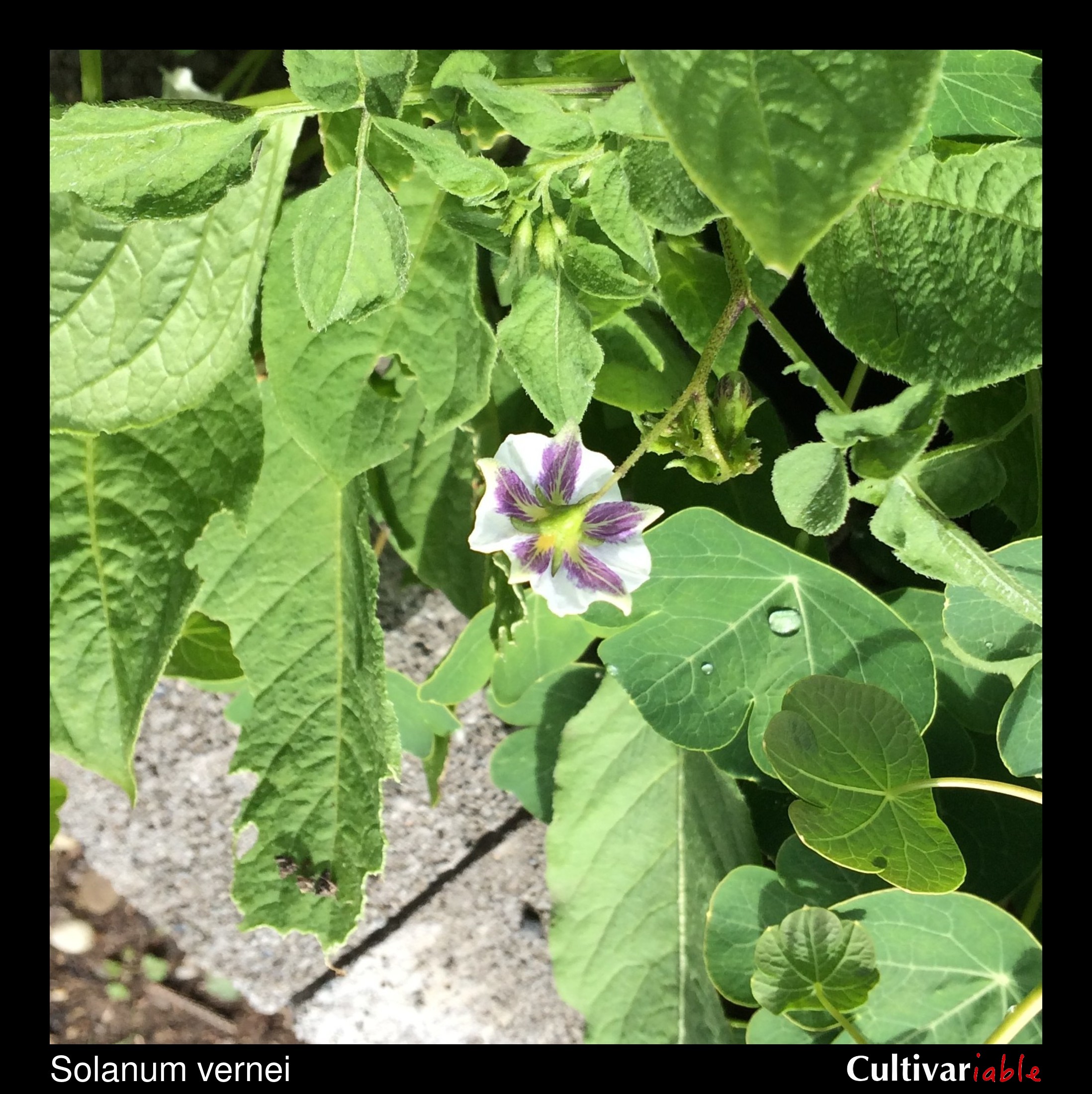 Solanum venturii flower Cultivariable