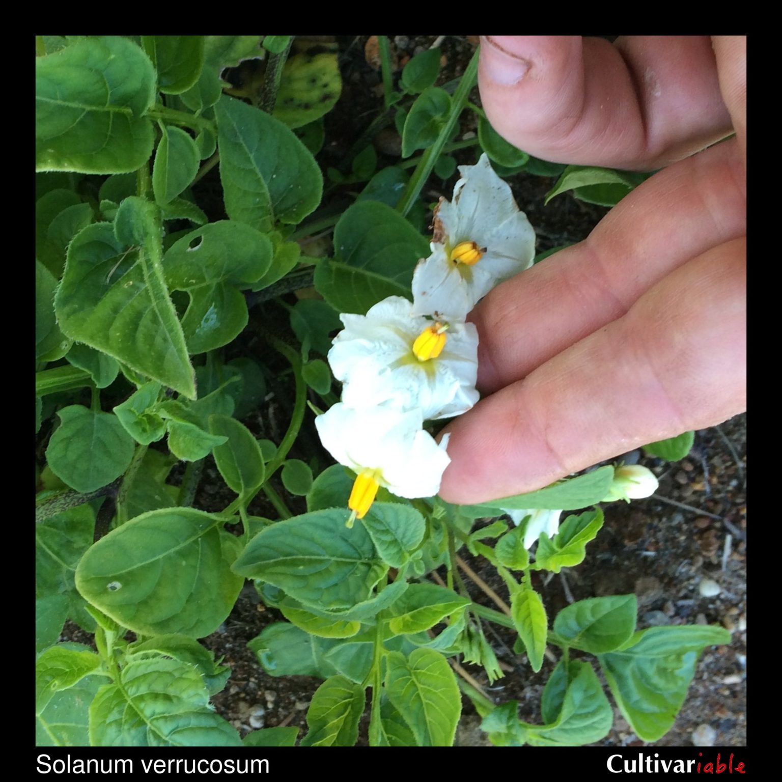 Solanum verrucosum flowers