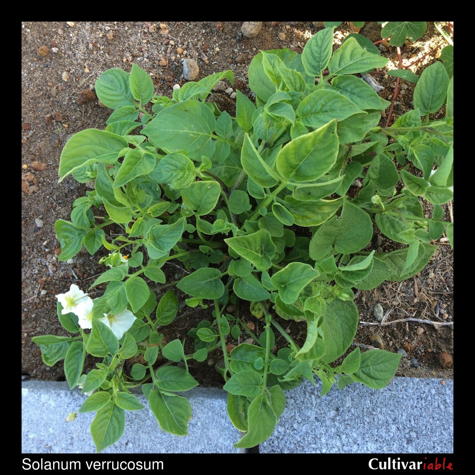 Solanum verrucosum plant