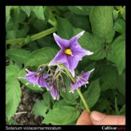 Solanum violaceimarmoratum inflorescence