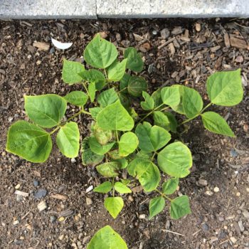 Above ground plant of ahipa (Pachyrhizus ahipa)