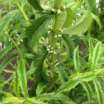 Lycopus lucidus flowers