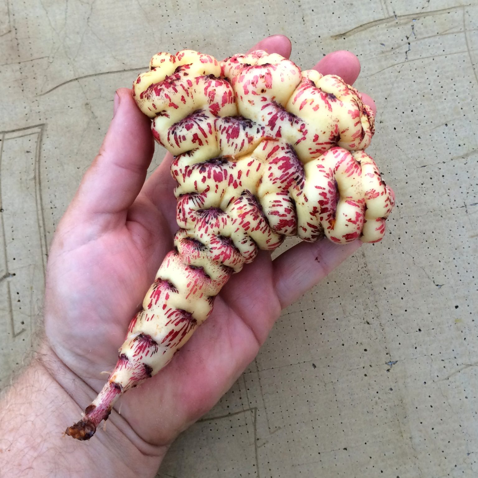 Fasciated tuber of the mashua (Tropaeolum tuberosum) variety 'Ken Aslet'