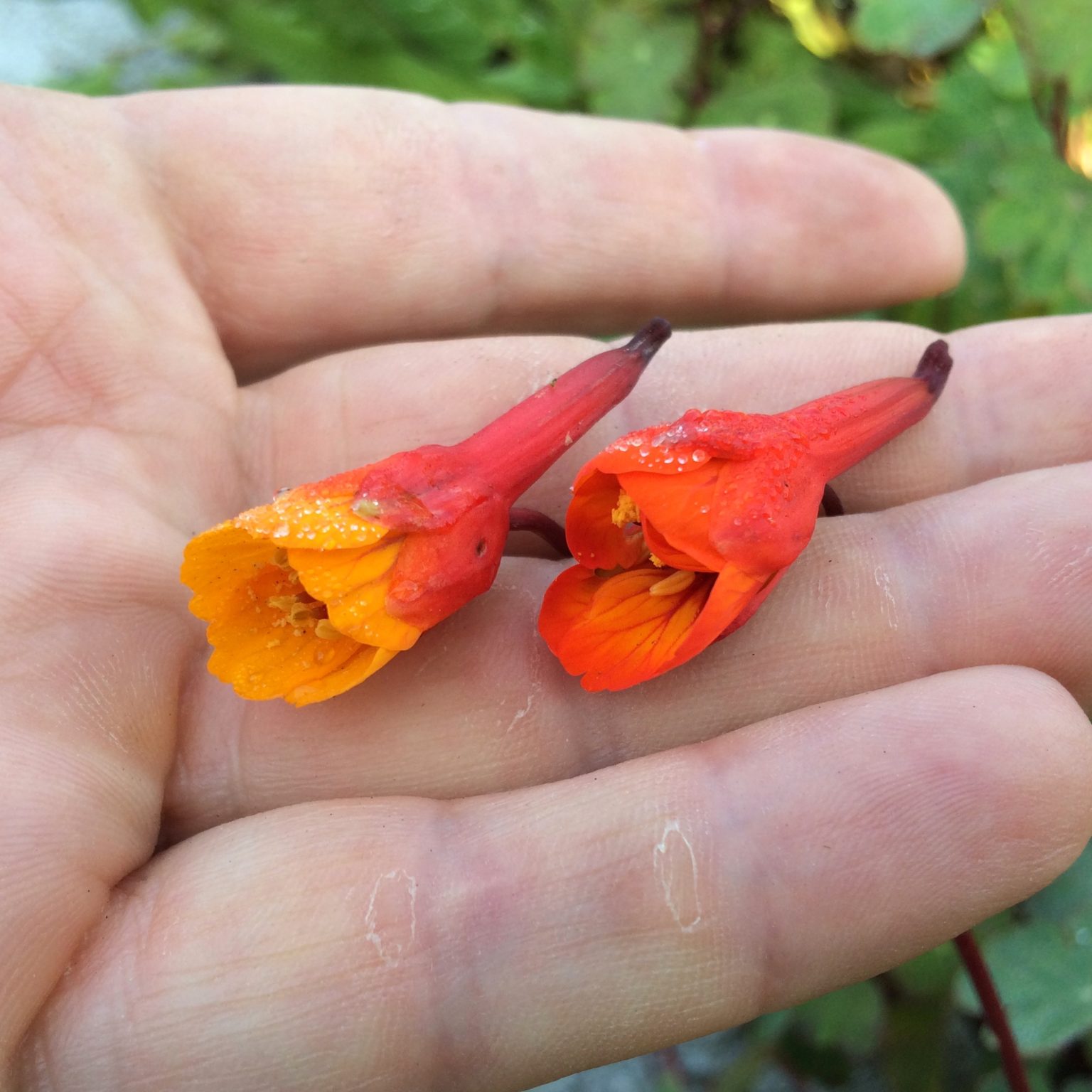 Mashua (Tropaeolum tuberosum) flowers: Ken Aslet left, Hahamish right
