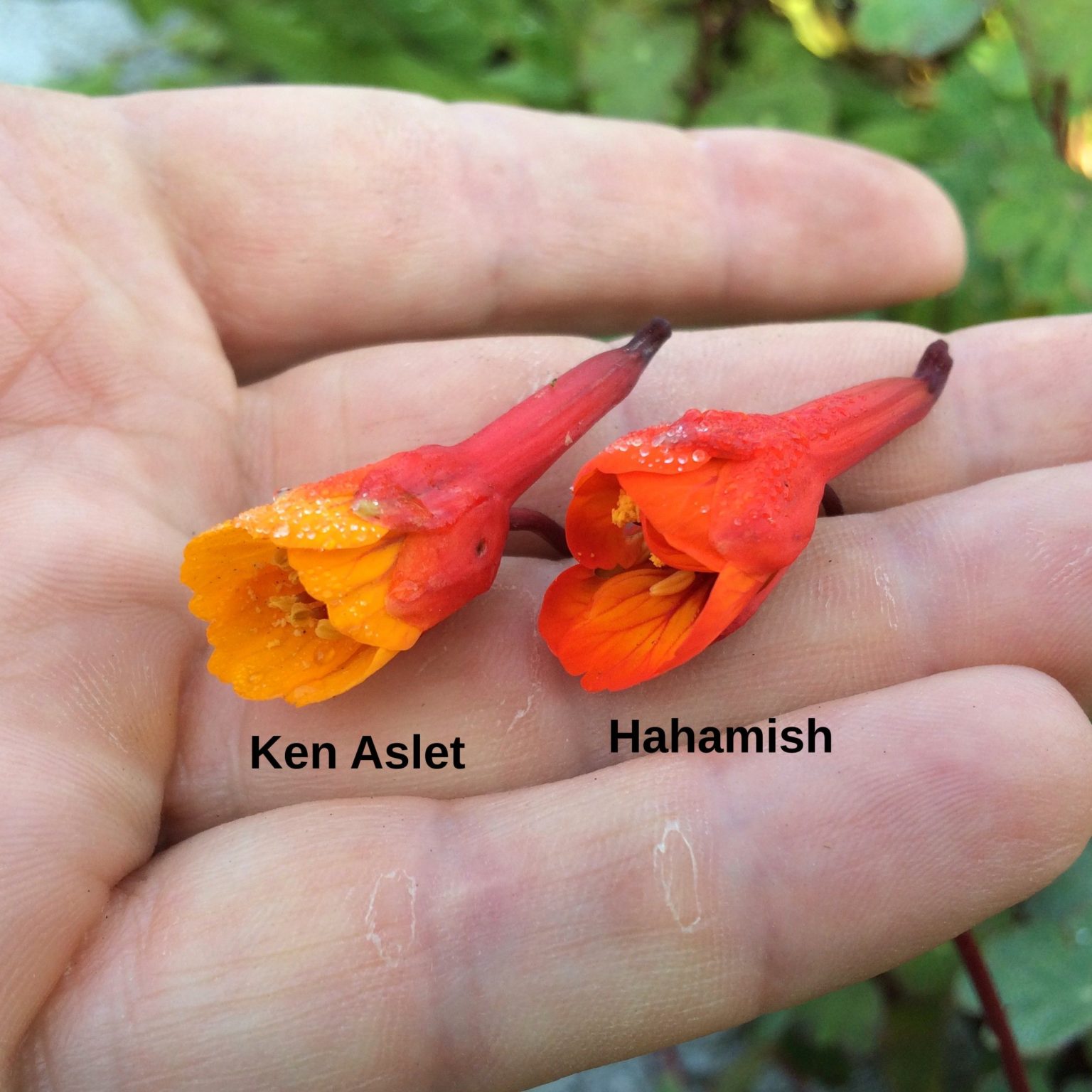Mashua (Tropaeolum tuberosum) flowers: Ken Aslet left, Hahamish right