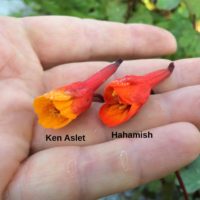 Mashua (Tropaeolum tuberosum) flowers: Ken Aslet left, Hahamish right