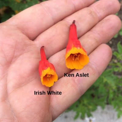 Mashua (Tropaeolum tuberosum) flowers: Irish White left, Ken Aslet right