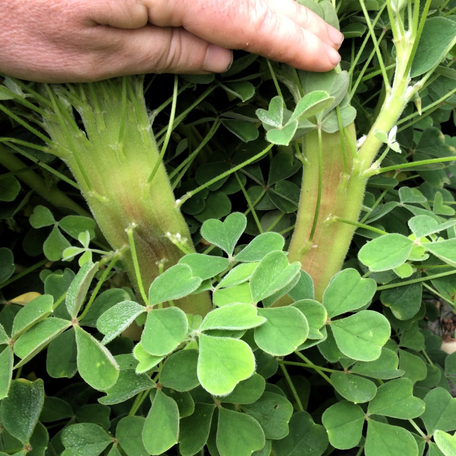 Fasciated oca (Oxalix tuberosa) variety 'Redshift'