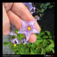 Flower of the wild potato species Solanum acroglossum