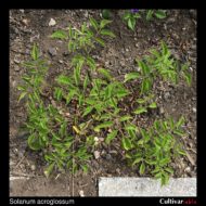 Solanum acroglossum plant