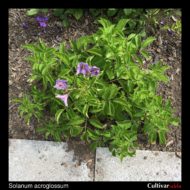 Solanum acroglossum plant