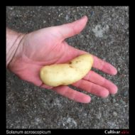 Large tuber of the wild potato species Solanum acroscopicum