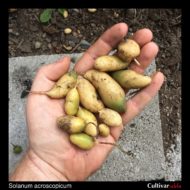 Solanum acroscopicum tubers