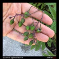 Berries of the wild potato species Solanum agrimoniifolium