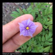 Solanum agrimoniifolium flower