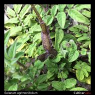 Solanum agrimoniifolium stem