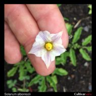 Solanum albornozii flower