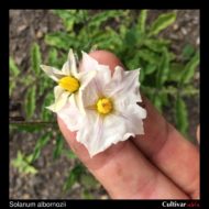 Solanum albornozii flowers