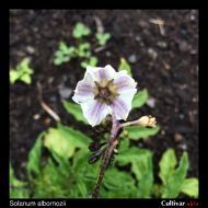 Solanum albornozii flower back