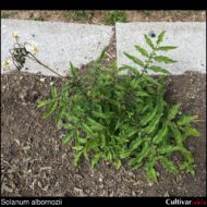 Solanum albornozii plant