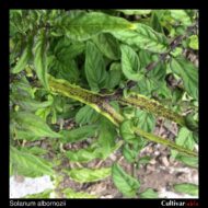 Solanum albornozii stem