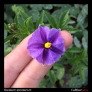 Flower of the wild potato species Solanum andreanum