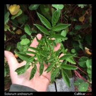 Solanum andreanum plant
