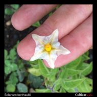 Flower of the wild potato species Solanum berthaultii