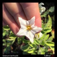 Flower of the wild potato species Solanum berthaultii