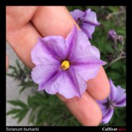 Solanum burkartii flower