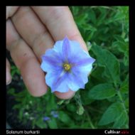Flower of the wild potato species Solanum burkartii