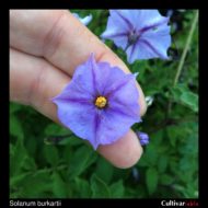 Flower of the wild potato species Solanum burkartii