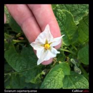 Solanum cajamarquense flower
