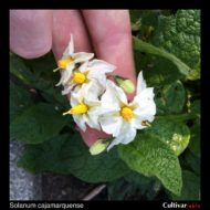 Solanum cajamarquense flowers