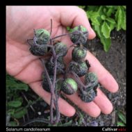 Berries of the wild potato species Solanum candolleanum