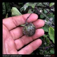Berry of the wild potato species Solanum candolleanum